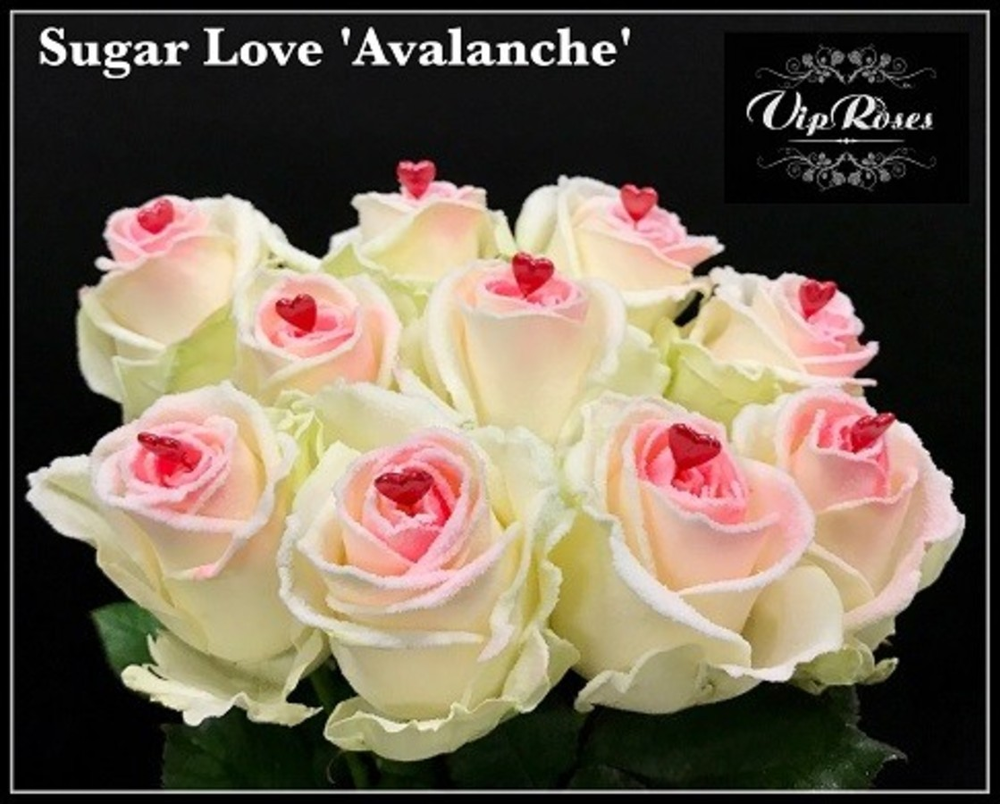 Ruusu Sugar Love 'Avalanche' 70 cm, 10 kpl - Juhlakukat